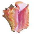 Conch Magnet