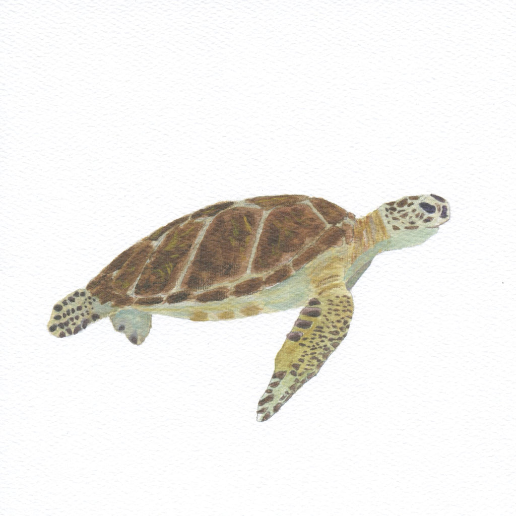 'Turtle' Greetings Card